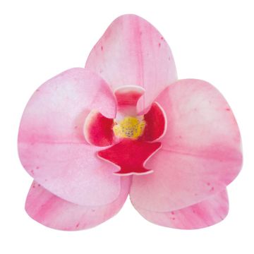 Décos comestibles - Orchidee Rose 8.5cm - 7.5cm (10pcs)