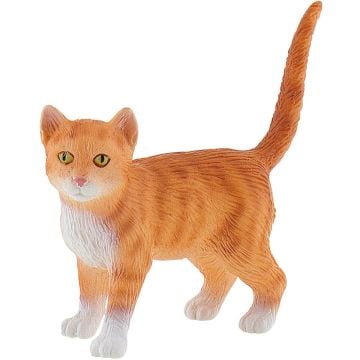 Chat American Shorthair Francis